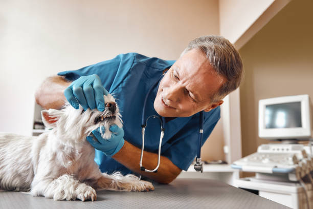 Best Same-Day Emergency Dental Services in Louisburg, NC
